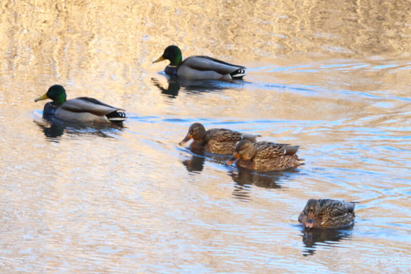 北本自然観察公園・マガモ