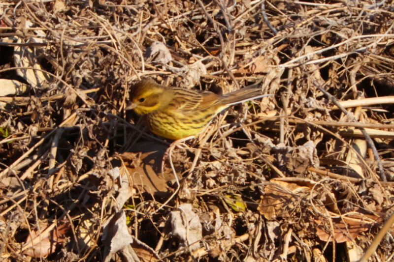 北本自然観察公園・アオジ