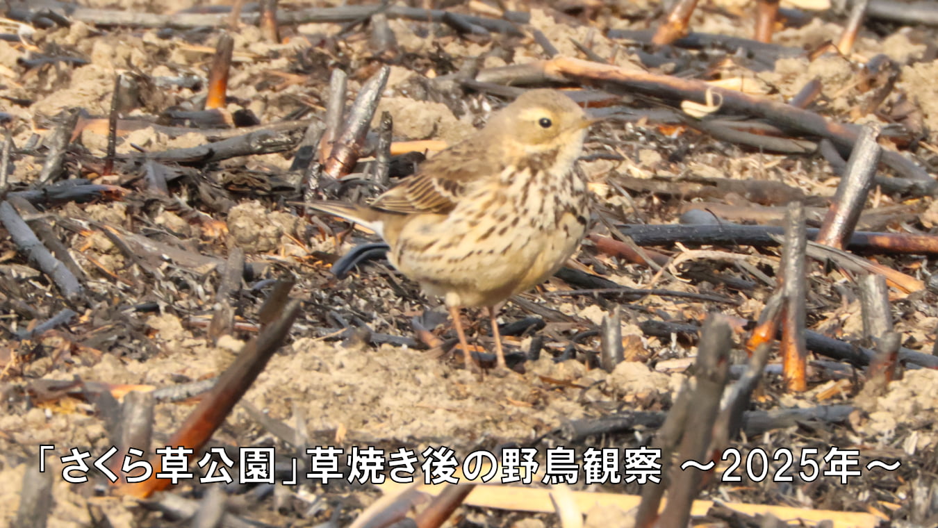 「さくら草公園」草焼き後の野鳥観察 ～2025年～