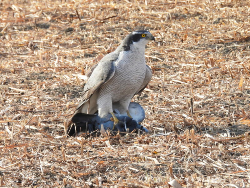 さくら草公園・ドバトを捕まえたオオタカ