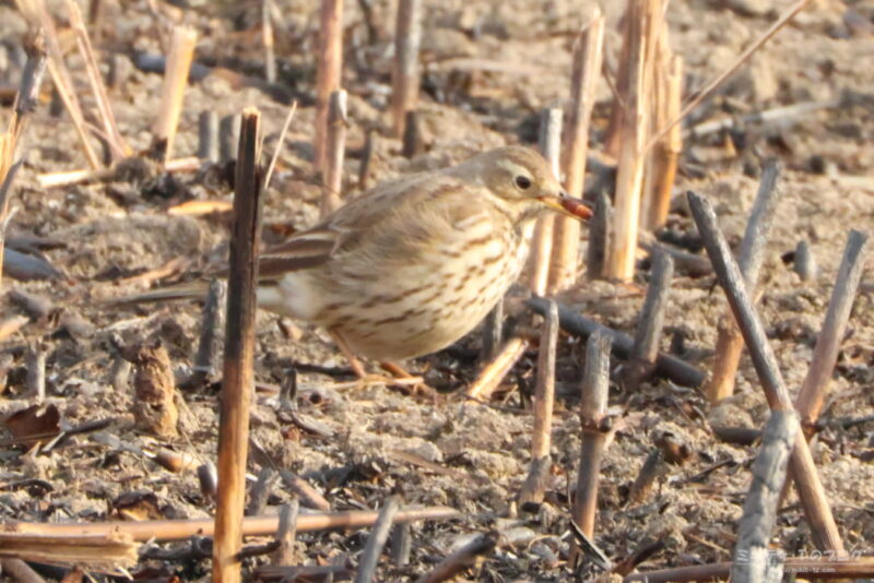 さくら草公園・タヒバリ