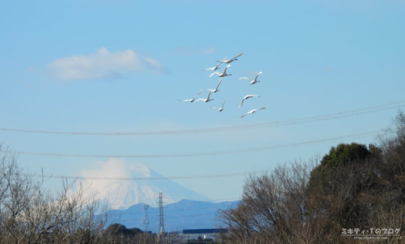 川島町白鳥飛来地・富士山をバックに翔ぶコハクチョウ