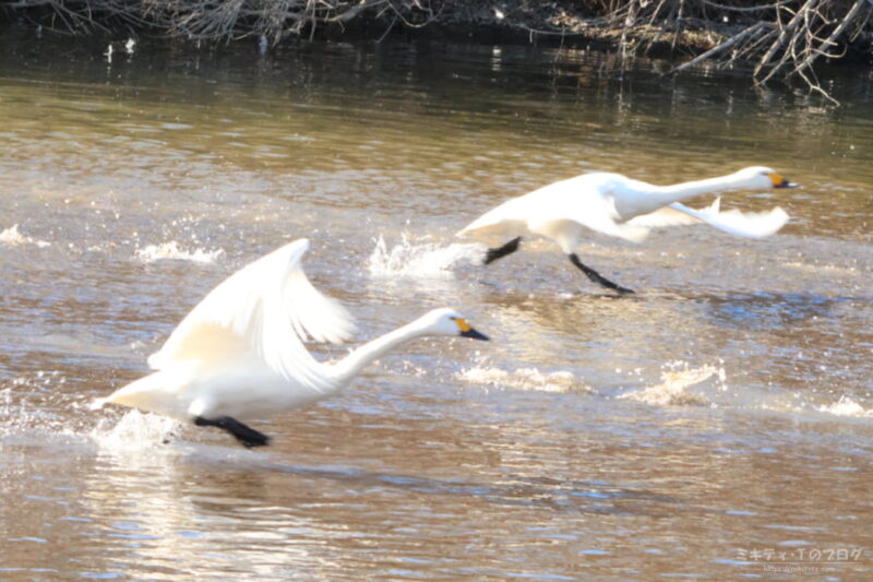 川島町白鳥飛来地・コハクチョウの飛び立ち