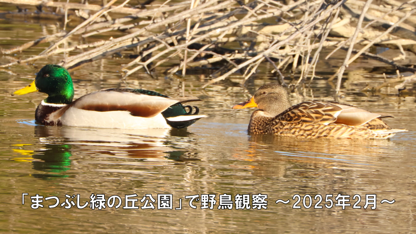 「まつぶし緑の丘公園」で野鳥観察～2025年2月～