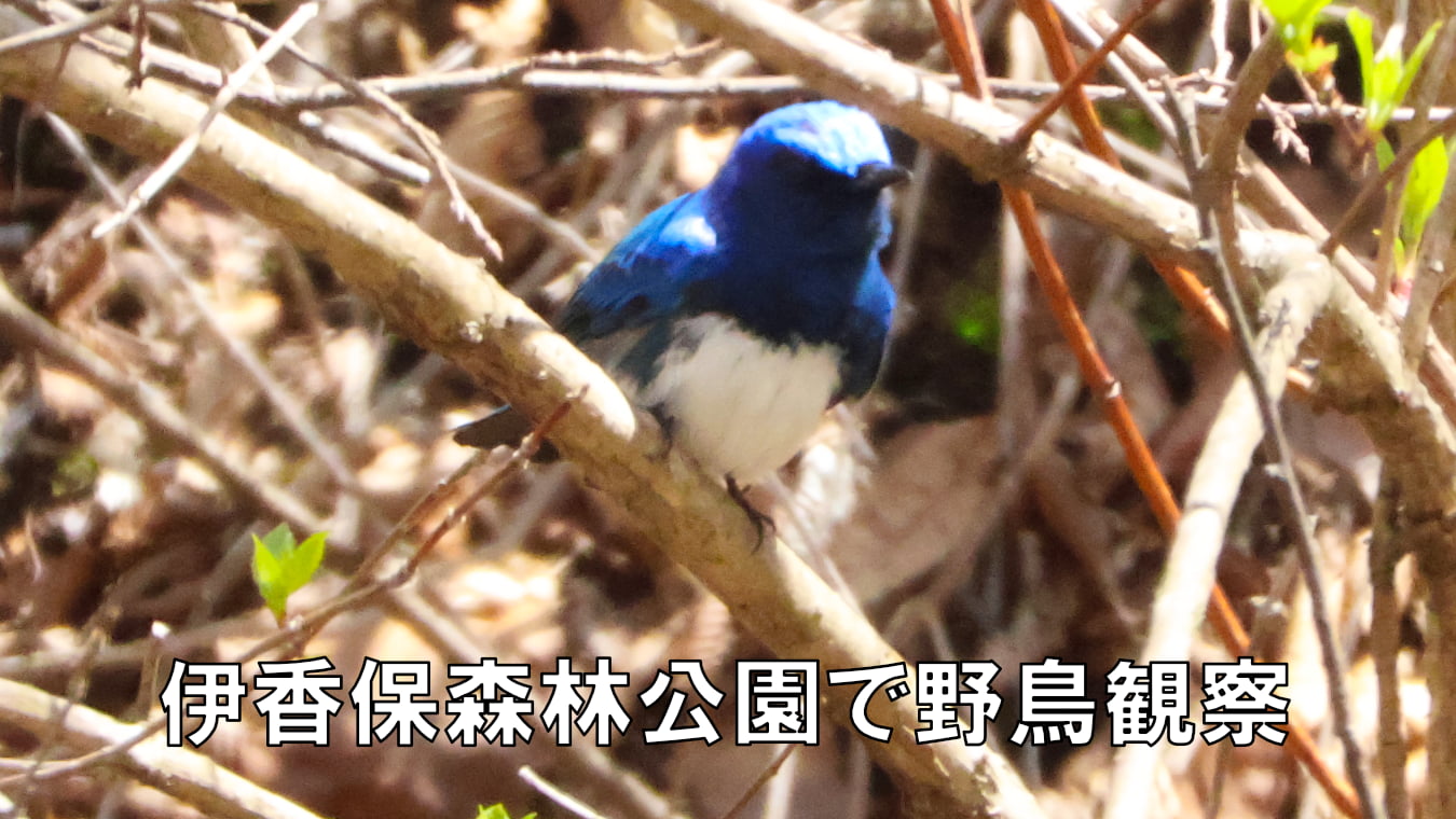伊香保森林公園で野鳥観察