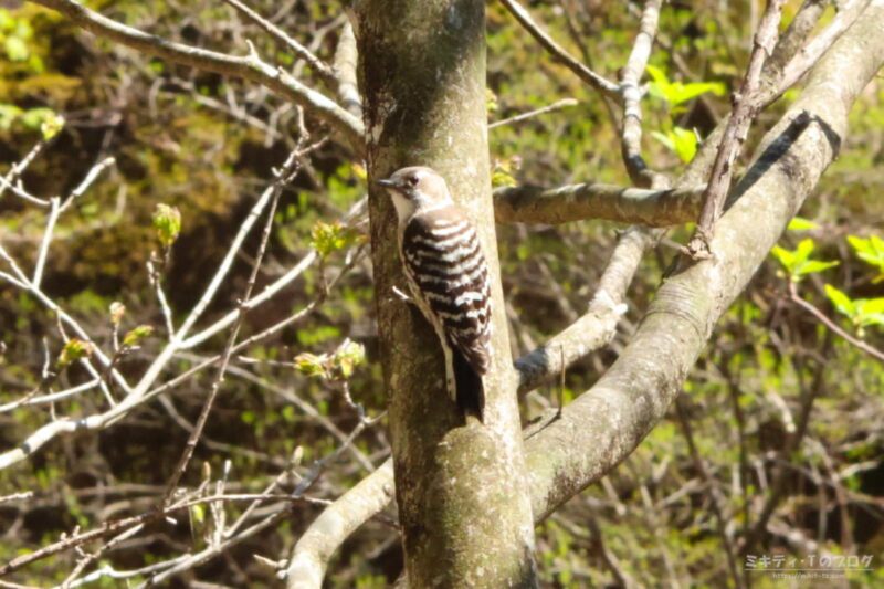 伊香保森林公園・コゲラ