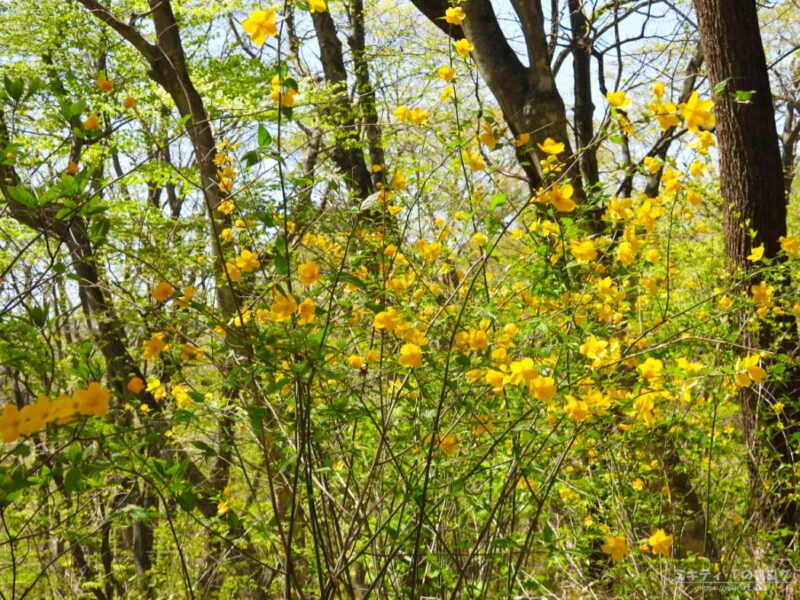伊香保森林公園・満開のヤマブキ