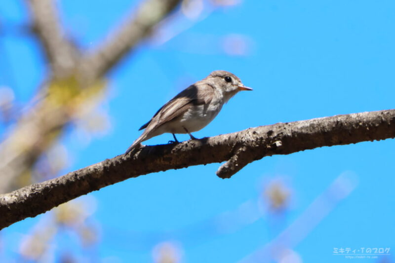 伊香保森林公園・コサメビタキ