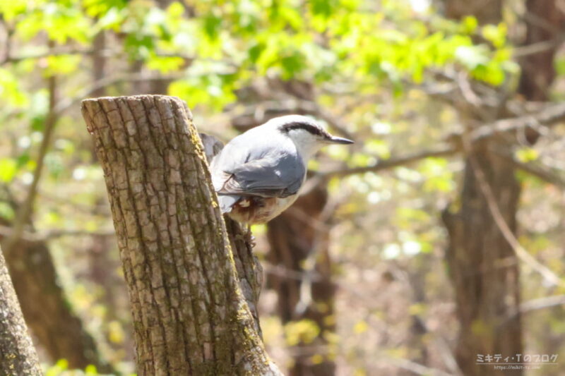 伊香保森林公園・ゴジュウカラ