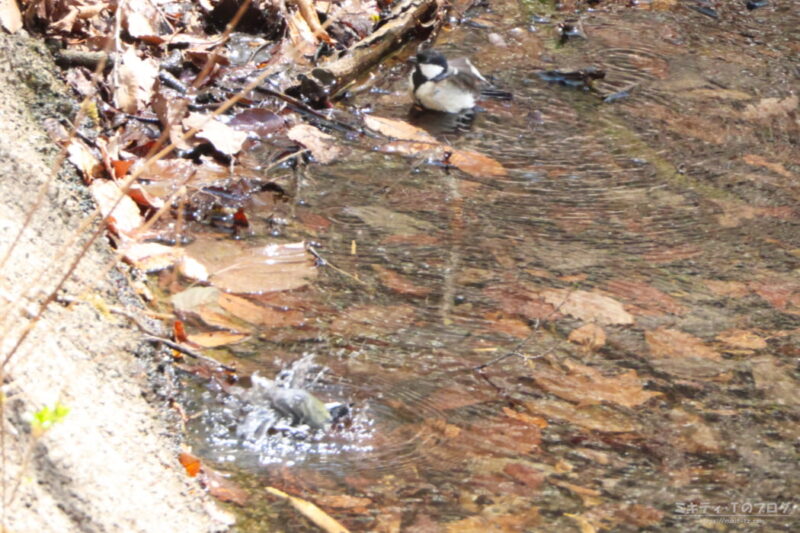 伊香保森林公園・シジュウカラの水浴び