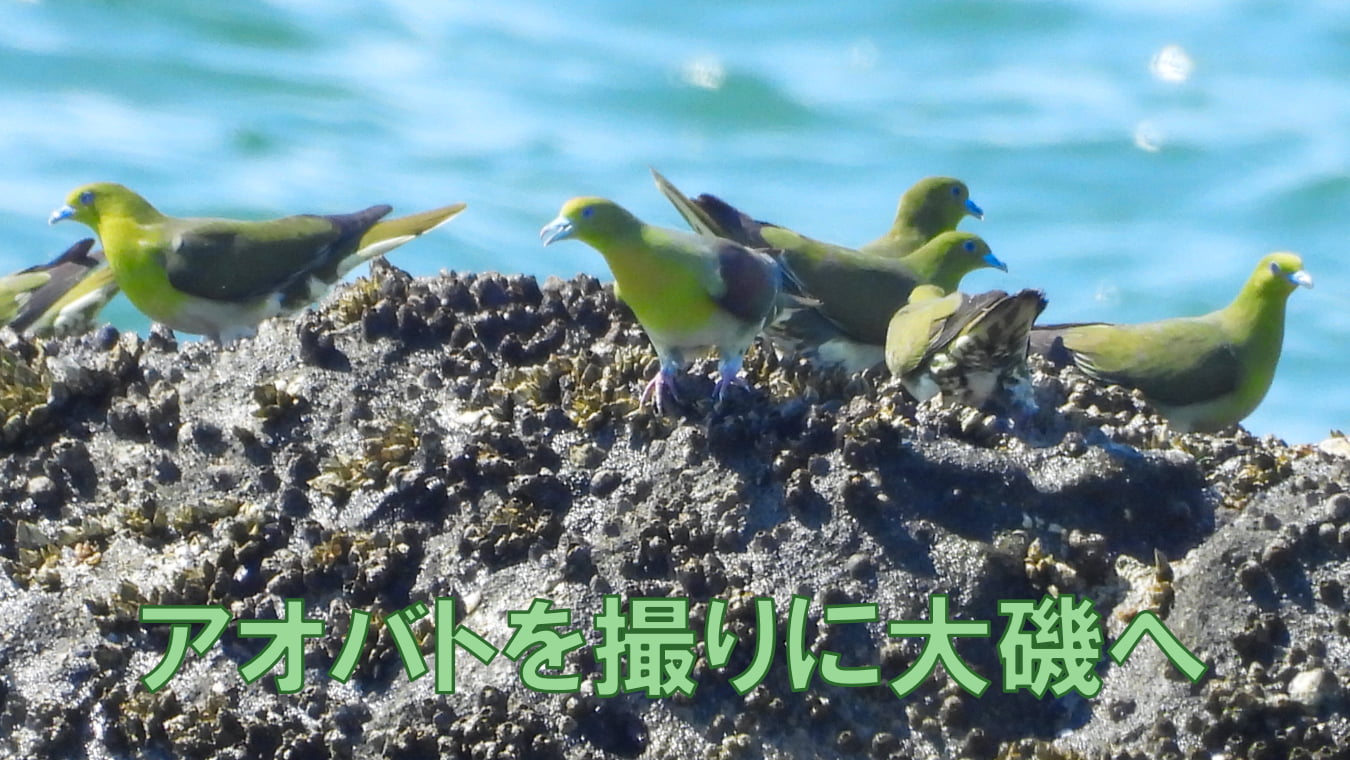 アオバトを撮りに大磯へ～2025年7月～