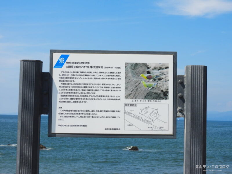 大磯・照ヶ崎海岸のアオバト集団飛来地の看板