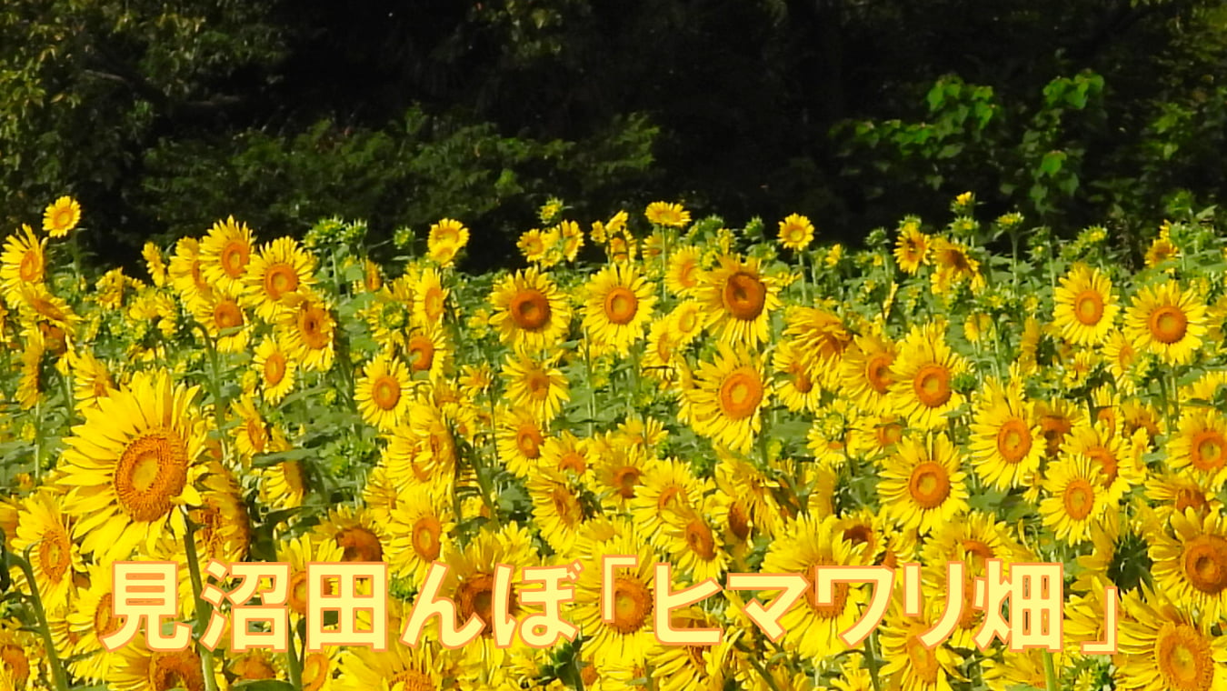 見沼田んぼ「ヒマワリ畑」