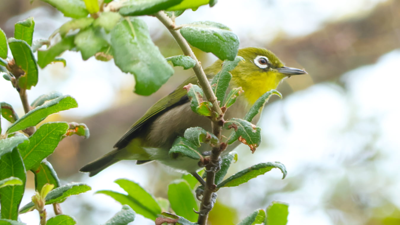 北本自然観察公園野鳥観察～2025年11月～