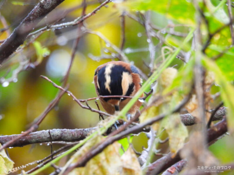 北本自然観察公園・ヤマガラ