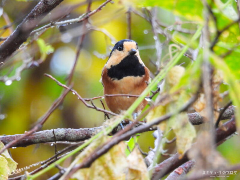 北本自然観察公園・ヤマガラ