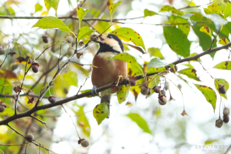 北本自然観察公園・ヤマガラ