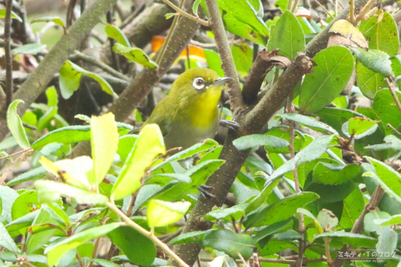 北本自然観察公園・メジロ