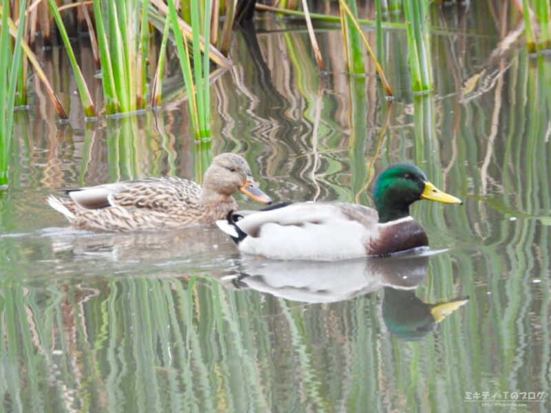 北本自然観察公園・マガモのつがい