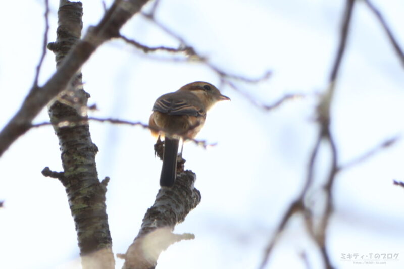 北本自然観察公園・モズ