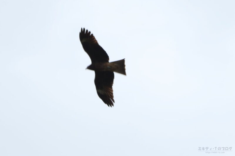 北本自然観察公園・トンビ