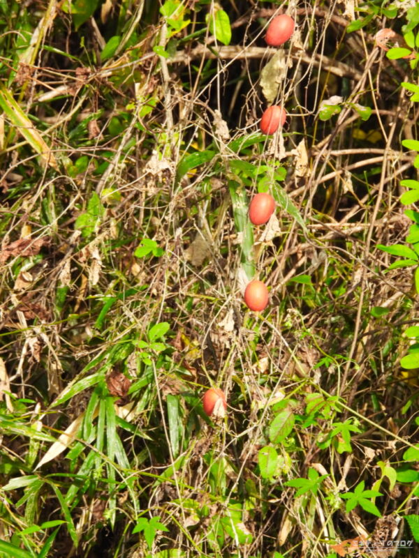 北本自然観察公園・「カラスウリ」の赤い実