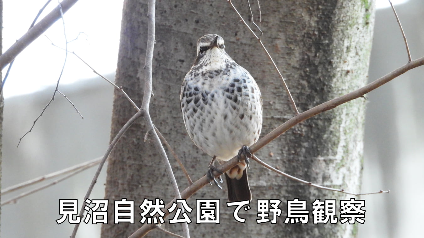 見沼自然公園で野鳥観察 ～2025年12月～