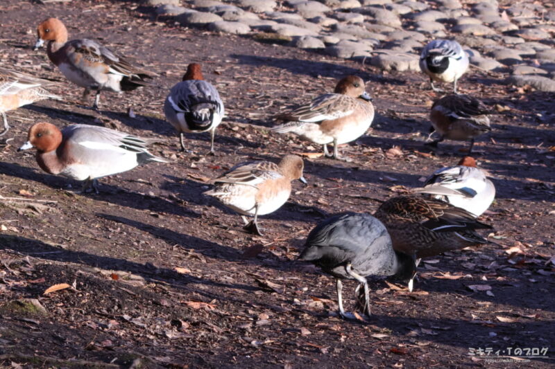 見沼自然公園・ヒドリガモの群れ。オオバンが1匹混じっています