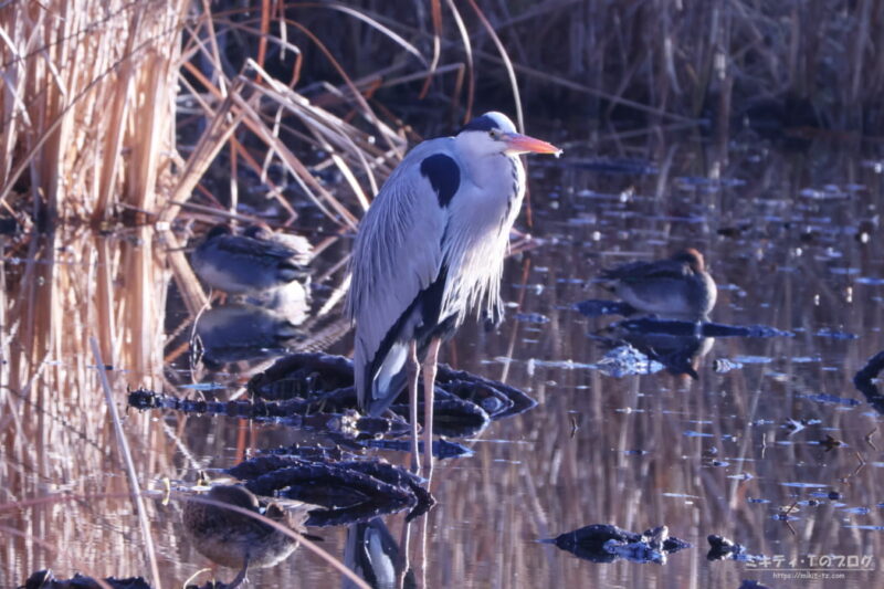見沼自然公園・アオサギ
