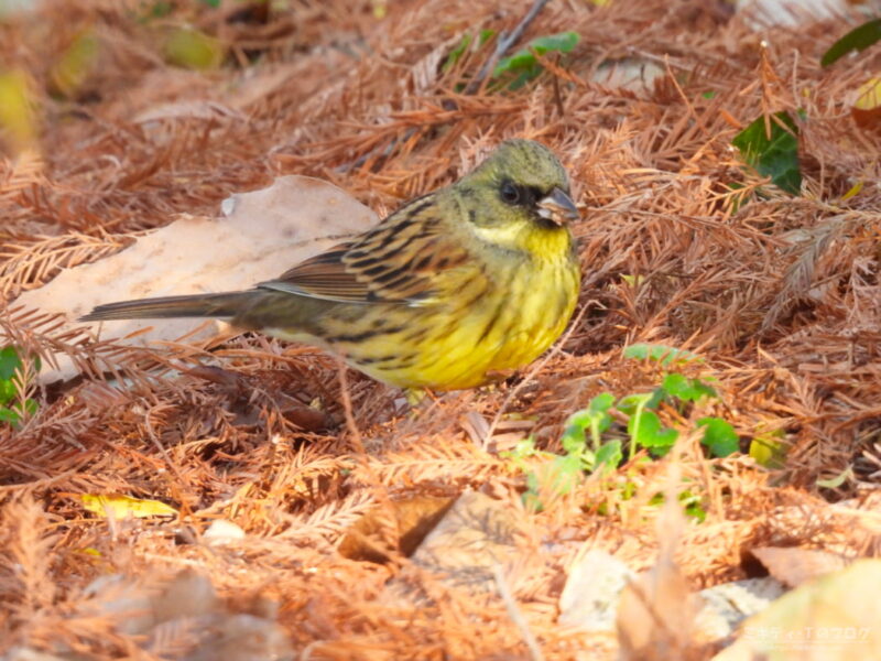 見沼自然公園・アオジ（オス）