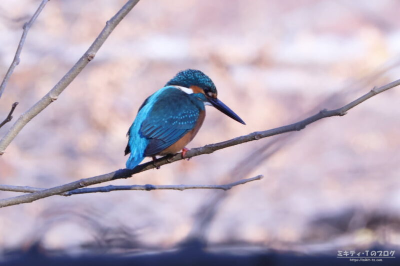 見沼自然公園・カワセミ（オス）