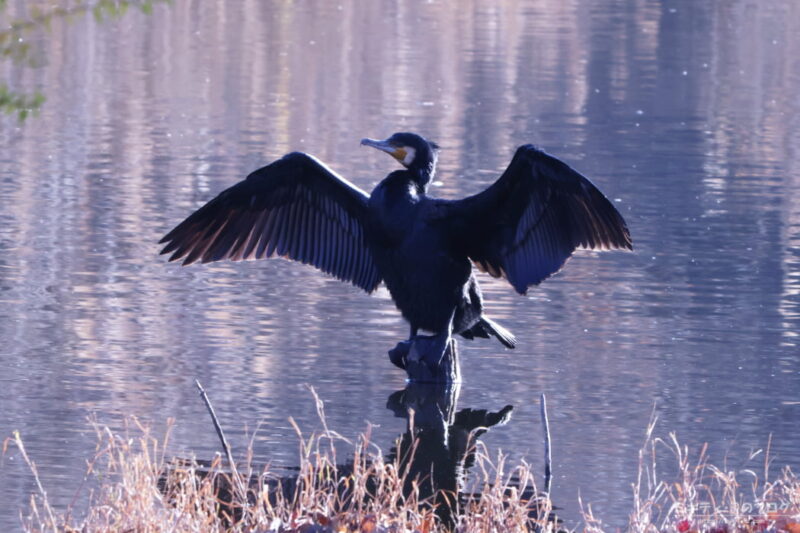 見沼自然公園・カワウの羽干し