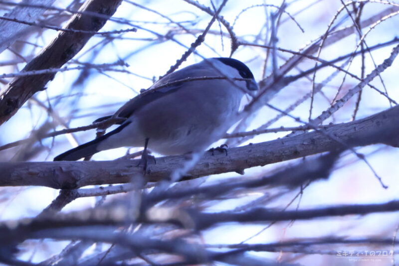 見沼自然公園・ウソ（メス）