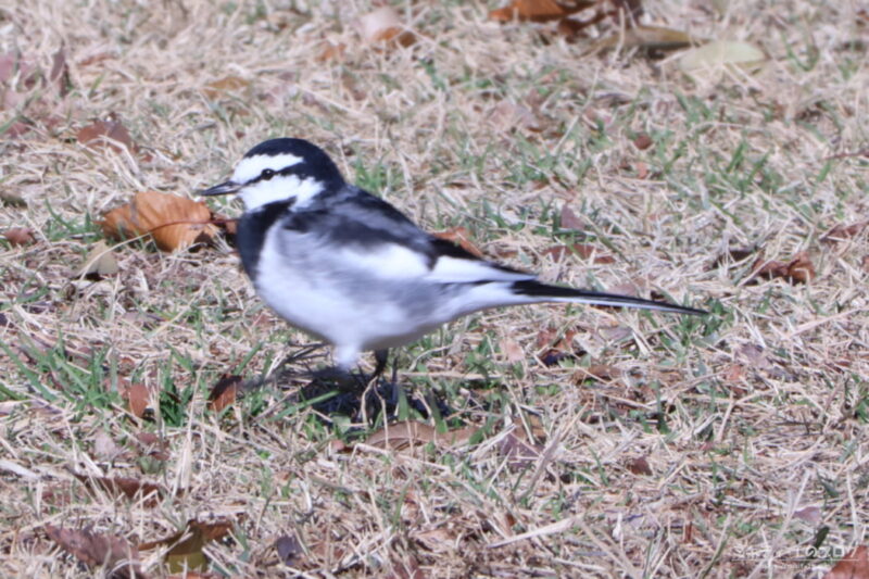 見沼自然公園・ハクセキレイ（オス）