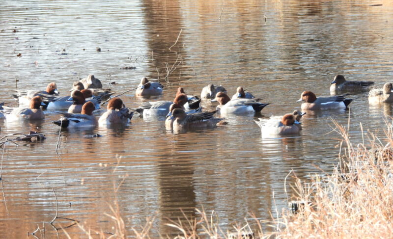 見沼自然公園・ヒドリガモの群れ