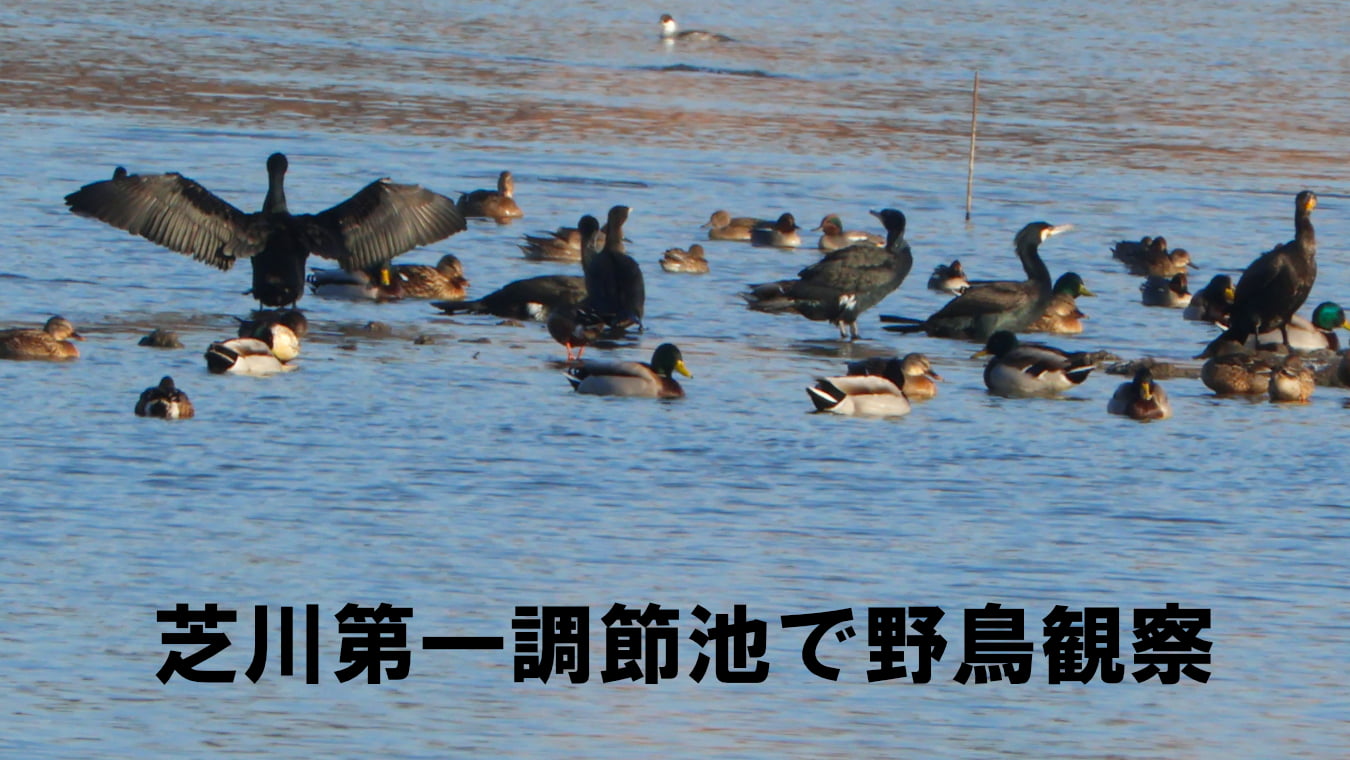芝川第一調節池で野鳥観察