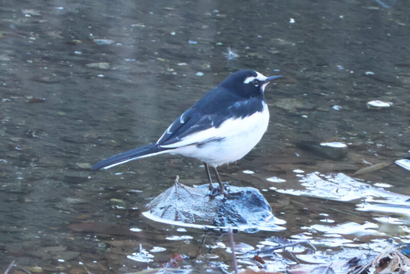 セグロセキレイ