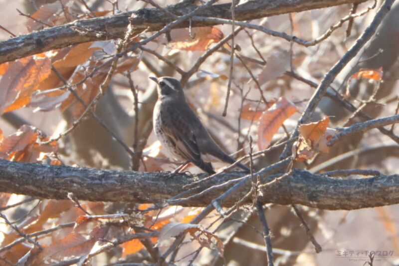 芝川第一調節池・ツグミ