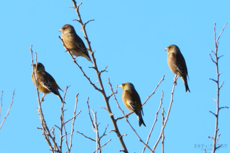 芝川第一調節池・カワラヒワ