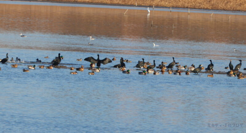 芝川第一調節池・カモやカワウの集団