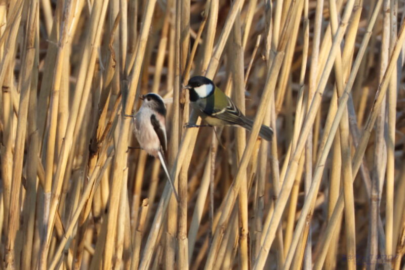 芝川第一調節池・エナガとシジュウカラ