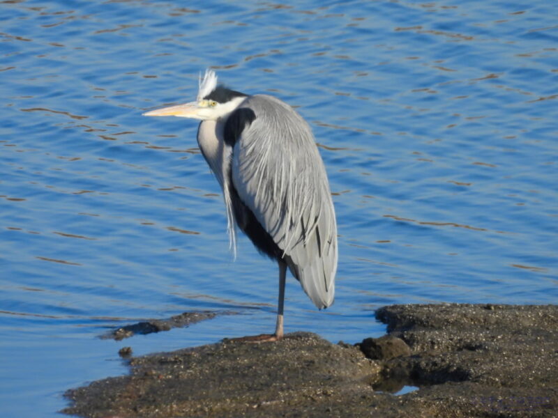 芝川第一調節池・アオサギ