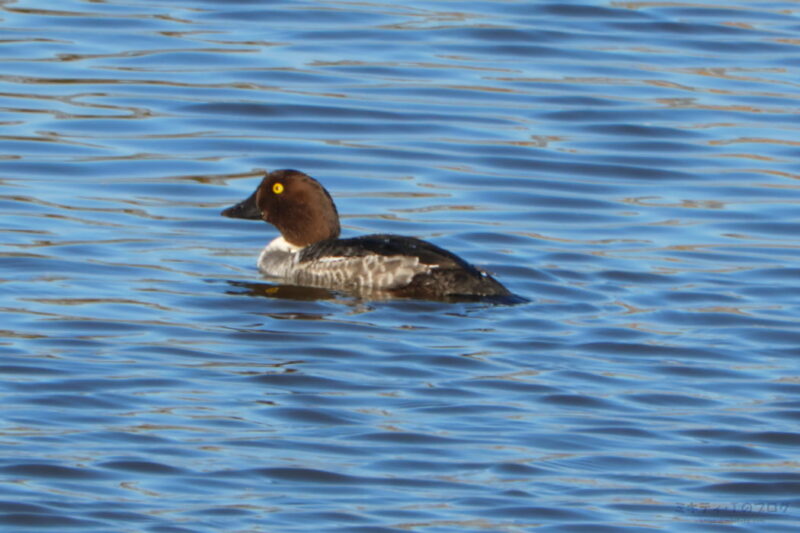 芝川第一調節池・ホオジロガモ