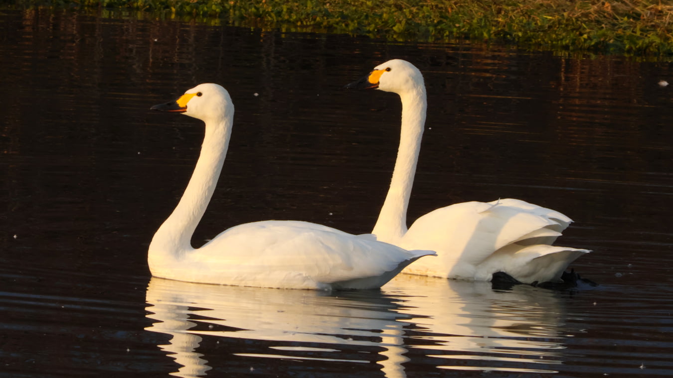 2026年の「川島町の白鳥」初撮り