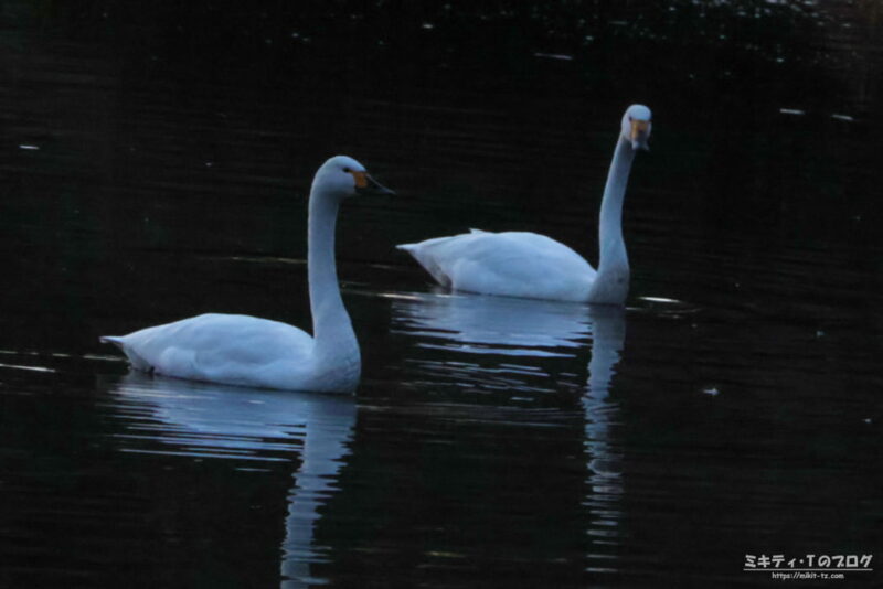 川島町・コハクチョウ