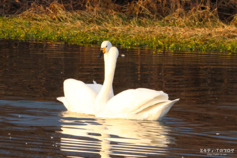 川島町・コハクチョウ