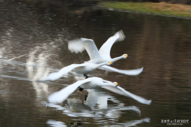 川島町・コハクチョウ