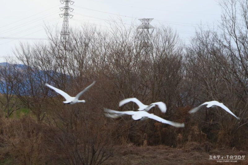 川島町・コハクチョウ