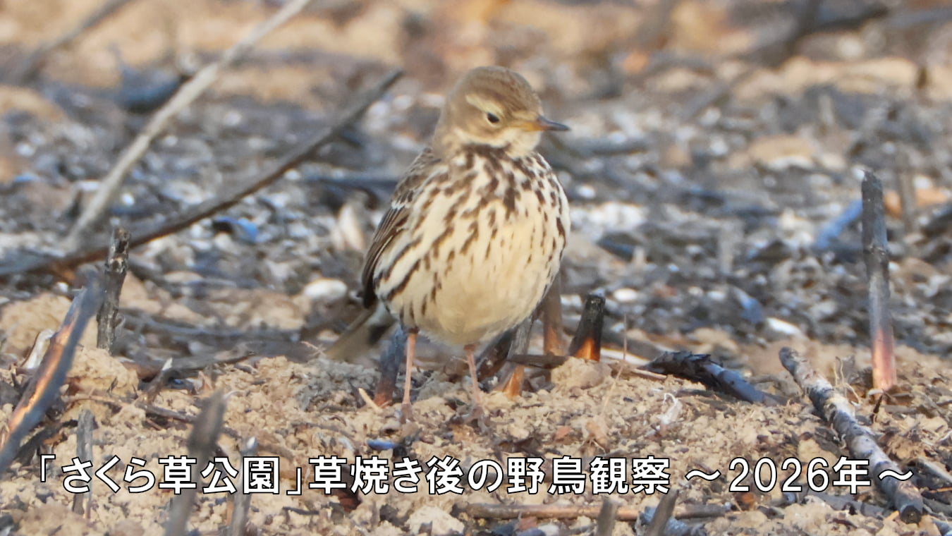 「さくら草公園」草焼き後の野鳥観察 ～2026年～
