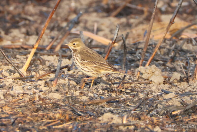 さくら草公園・タヒバリ